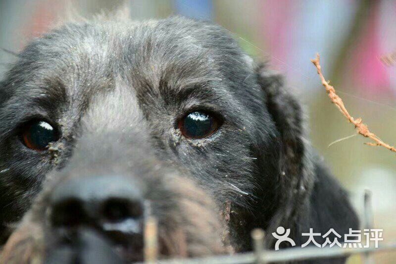 爱之家流浪动物救助中心图片 - 第4张