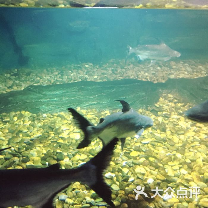 蠡湖中央公园海底世界图片 - 第30张