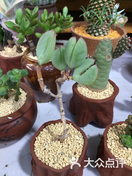 万商花鸟市场(西藏南路店)的点评