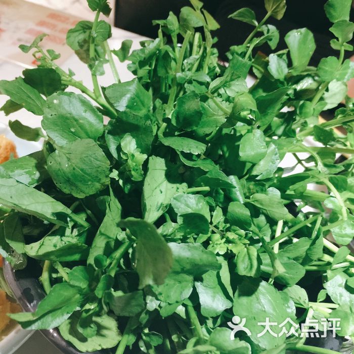 西洋菜