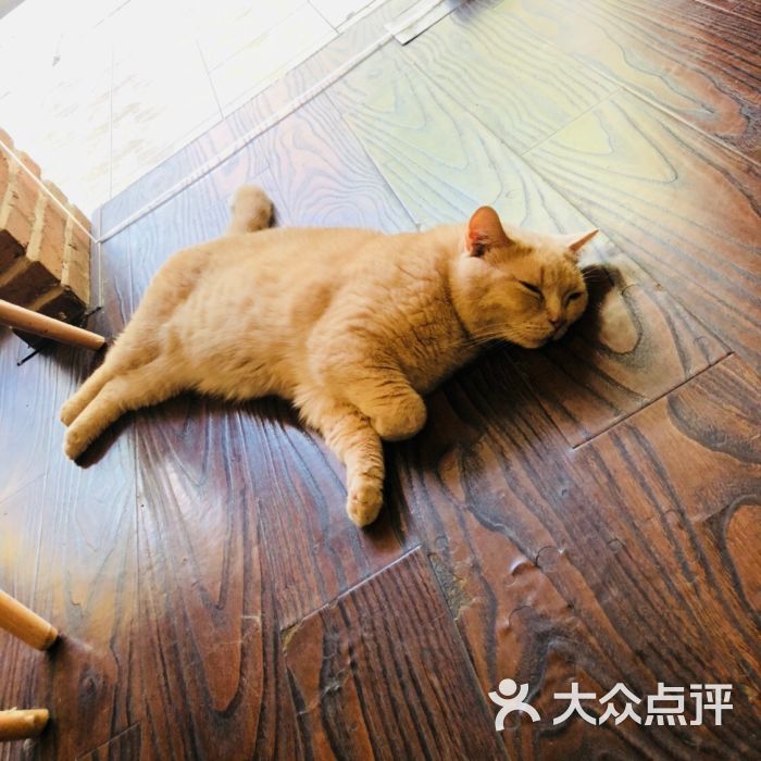 喵仙女猫咖啡-图片-杭州美食-大众点评网