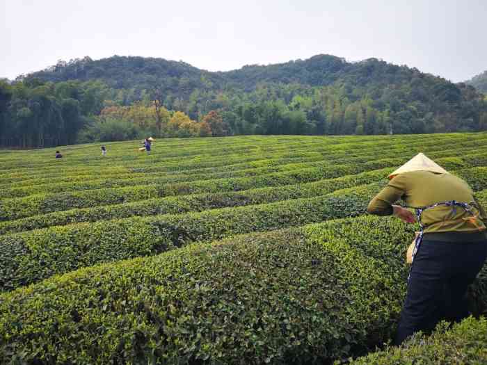 径山竹茶园-"在余杭山村里,泰康新辟的一片休闲度假区