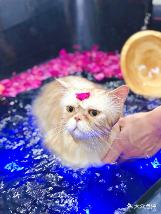 pony pet shop 小马儿宠物猫咪玫瑰碳酸浴spa 图片 - 第464张