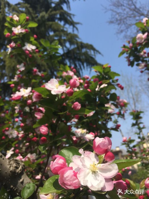 去的时候樱花还没全开,路上有迎春花,去玩.-樱