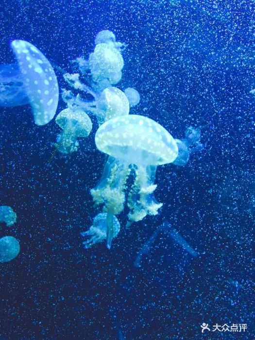 南京海底世界图片 - 第7张