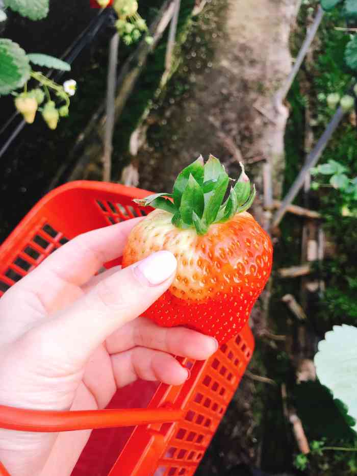 这个巨型草莓真的好吸引人眼球