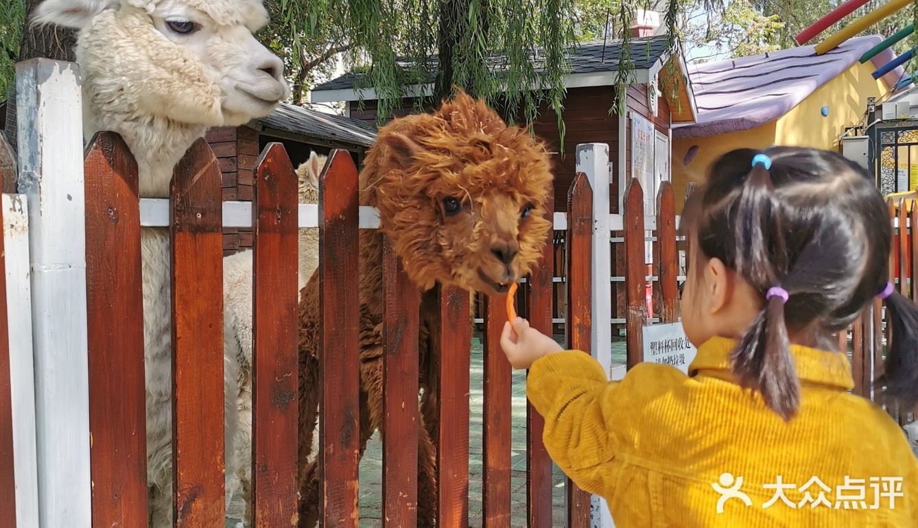 离家最近的小型室外动物园,适量的动物和场地 吃喝玩乐精选