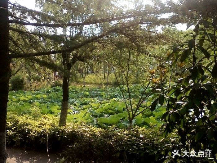 去的时候樱花还没全开,路上有迎春花,去玩.-樱