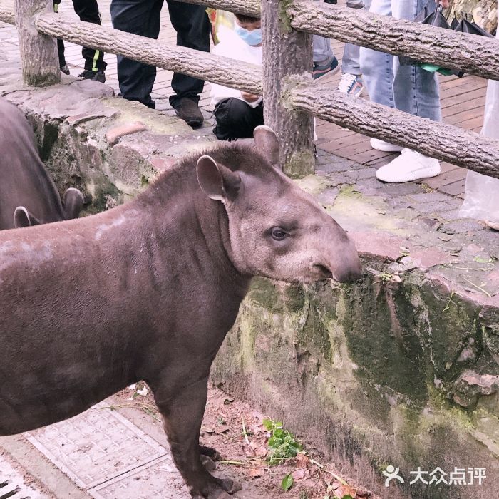 上海动物园图片