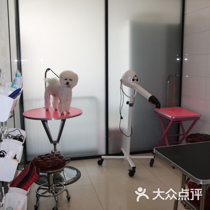小叶姐姐d宠物店