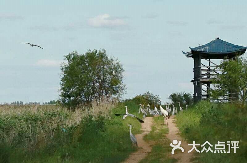 七星河湿地烤鹅-图片-宝清县美食-大众点评网