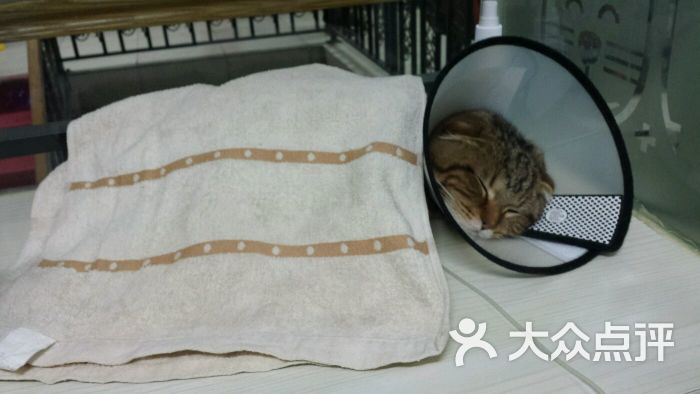 望康动物医院(朝阳北路医院)-图片-北京宠物