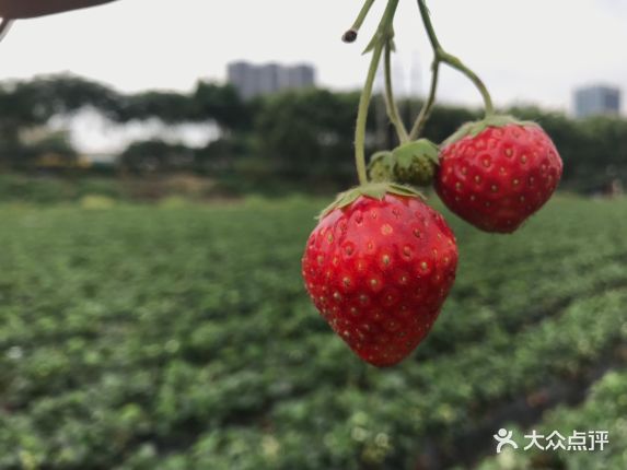 【万胜围草莓园】电话_地址_价格_营业时间_