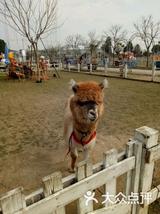 锦林佛手文化园-图片-金华周边游