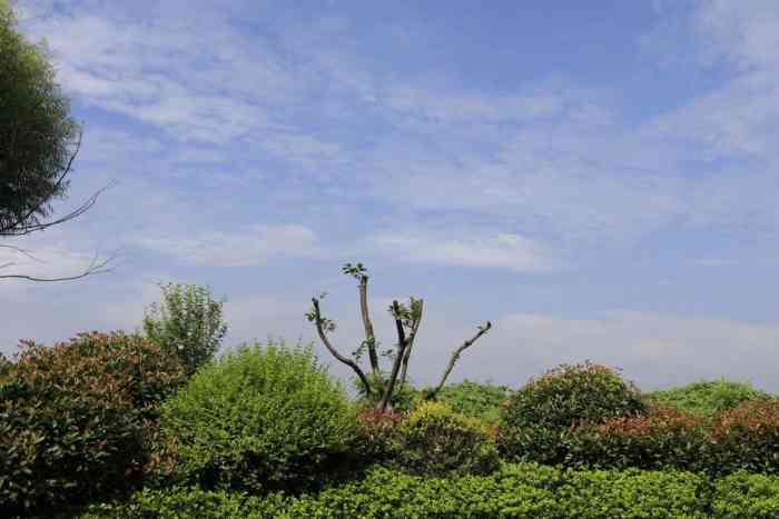 花圃公园-"花圃公园,就是以前的段店苗圃,后来经过改.