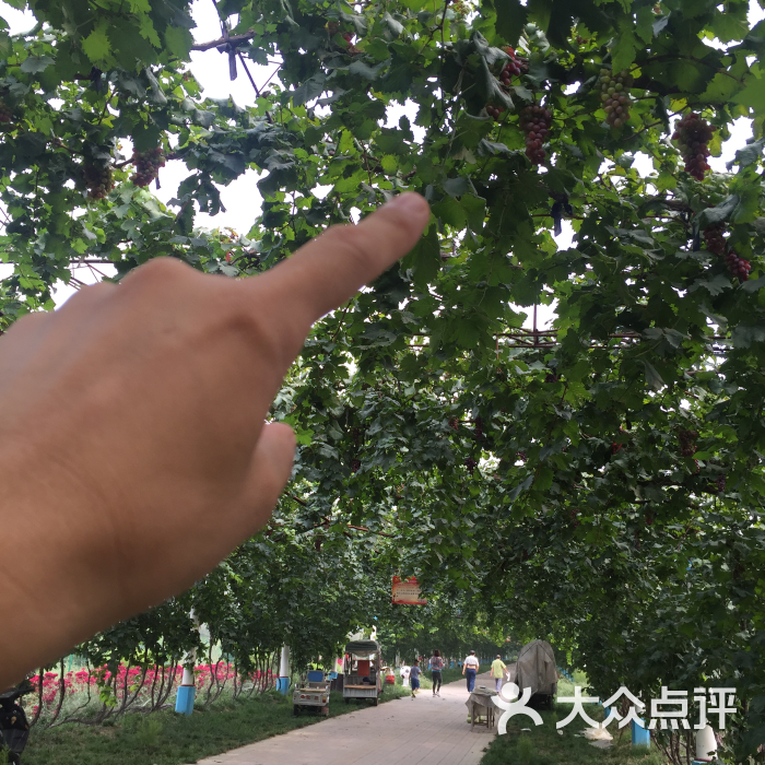 周家庄乡采摘园图片 第5张