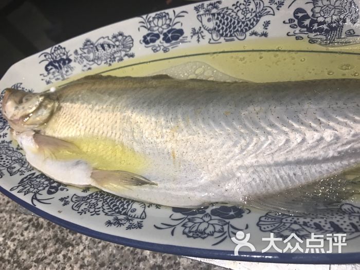 白丝鱼