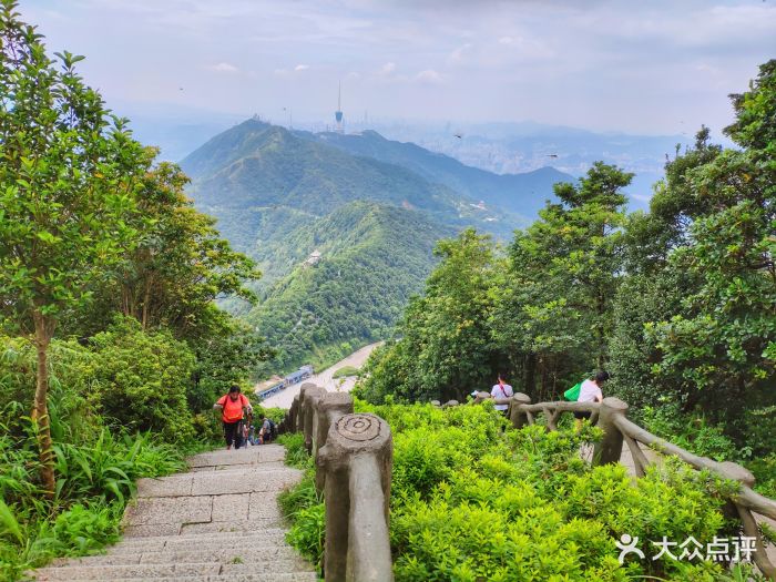 梧桐山景点图片 第43张