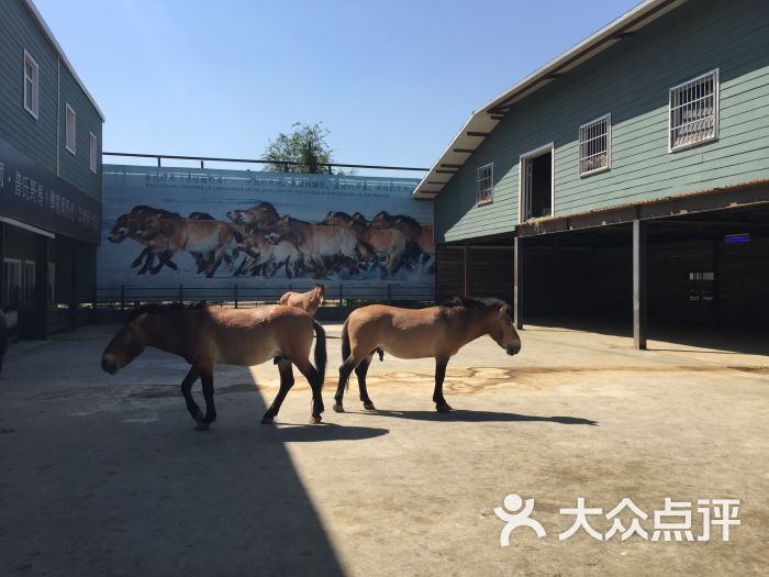 野马丝路驿站文化主题沙龙-图片-乌鲁木齐酒店-大众