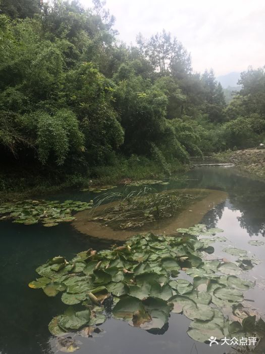 松林休闲山庄·农家菜-图片-安吉县美食-大众点评网