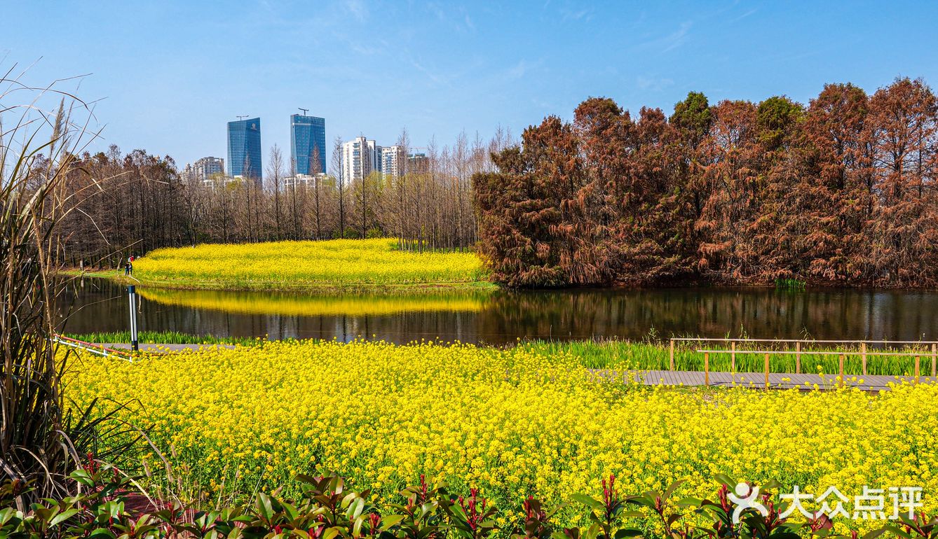 犹如油画般的上海「后滩湿地公园」油菜花