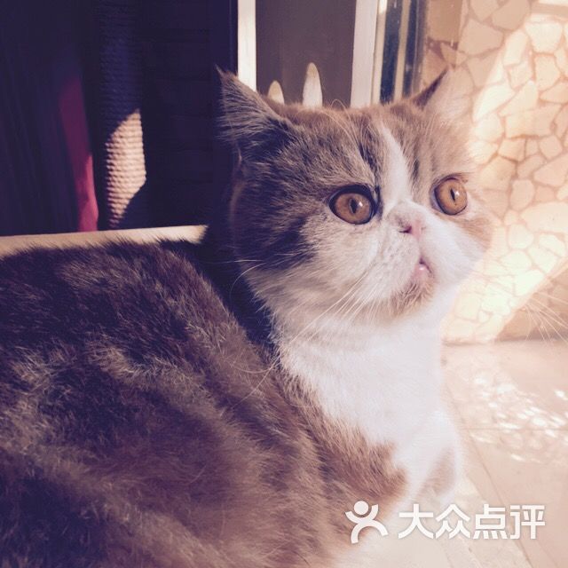一进门,店员就会要求喷一下消毒液。店的话,整体好不错~冲着有纯种猫猫和哈士奇去的~男朋友超喜欢猫的~但去到,觉得没想象中中好,可能主要去的客人抱着猫就不放了~而且猫猫都不怎么爱动~食物的话一口西多士不错,华夫饼点的是巧克力,一般般,但很有亮点~盘子上面还用巧克力画猫猫!玫瑰花茶不错!