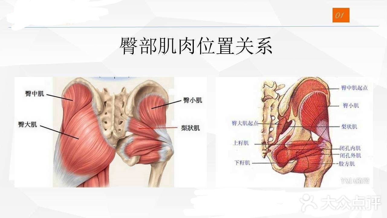 大哥梨状肌,大姐股方肌,还有三个不懂事的"幼崽" 上孖肌,闭孔内肌,下