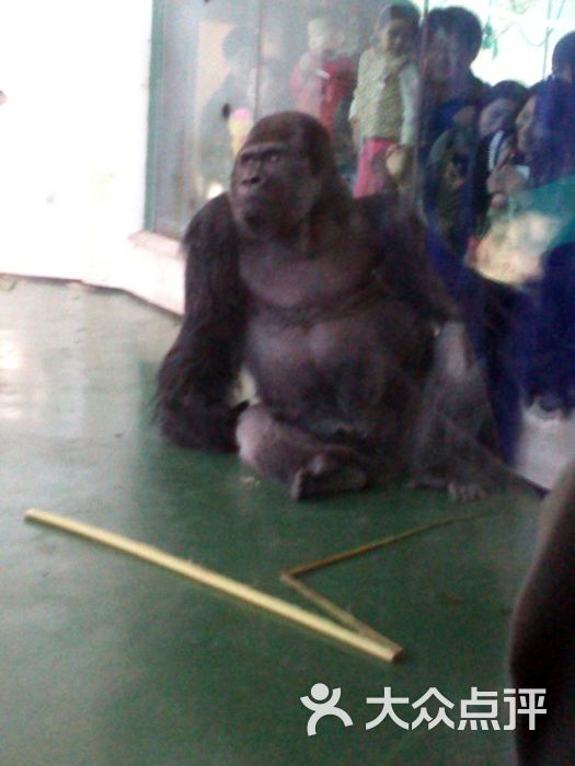 上海动物园大猩猩图片 - 第57张
