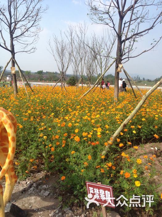 驿都花海图片 - 第44张