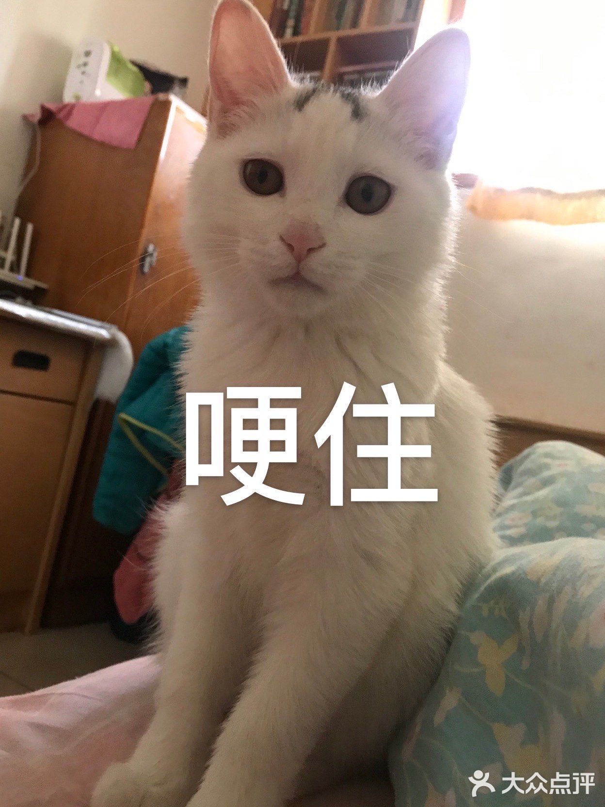 猫猫表情包第二弹