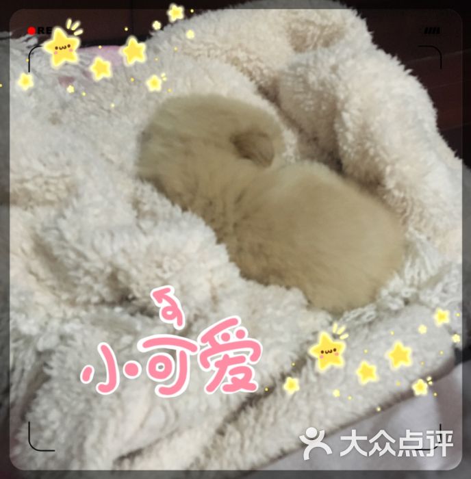 上海宠物店 宠物狗狗买卖交易(上海浦东宠物店