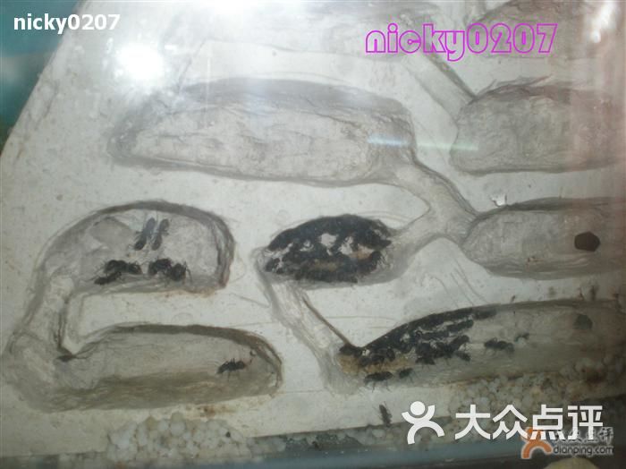上海大自然野生昆虫馆-蚂蚁窝图片-上海景点-大众点评网