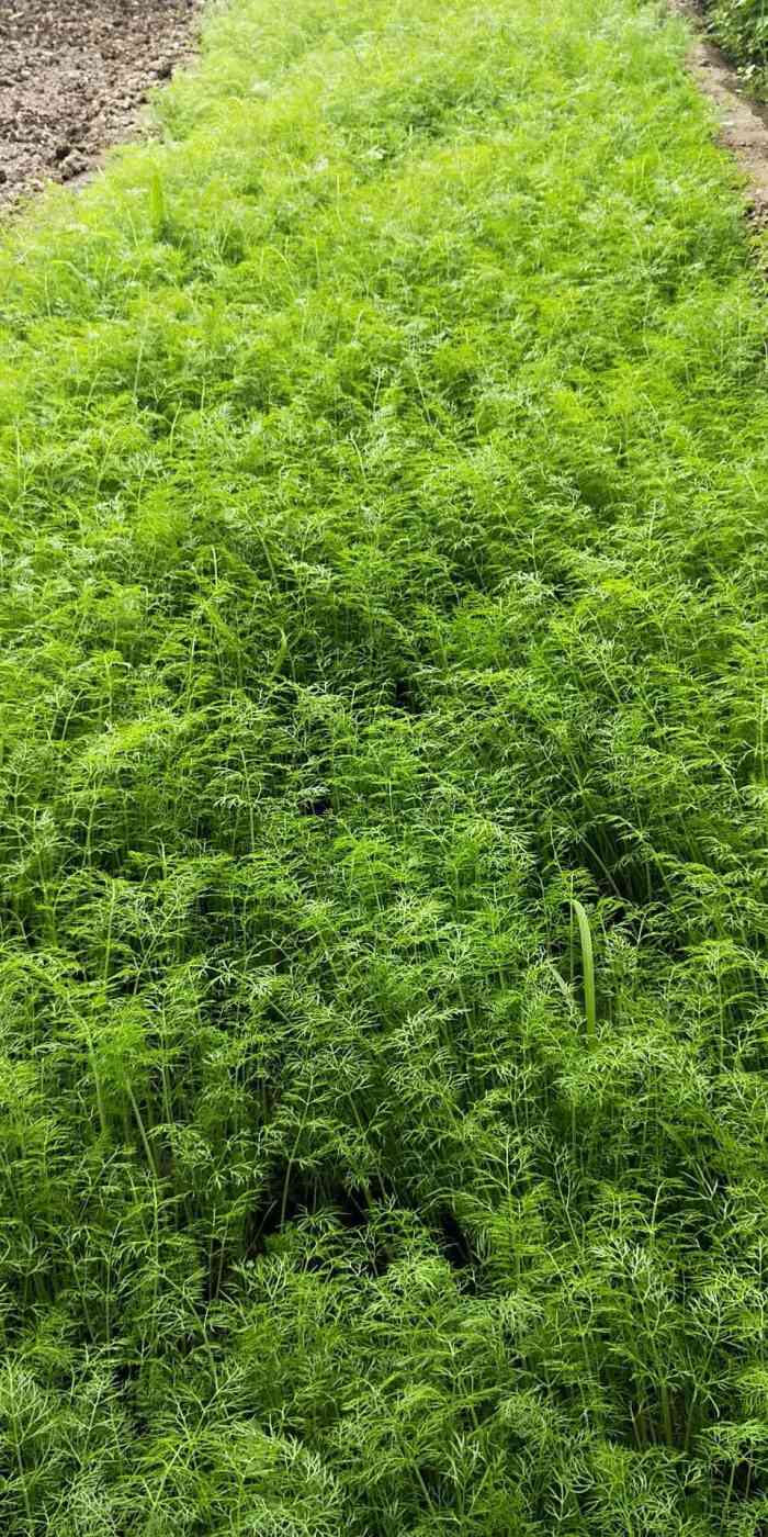 草莓个大,绿色纯天然,很好吃