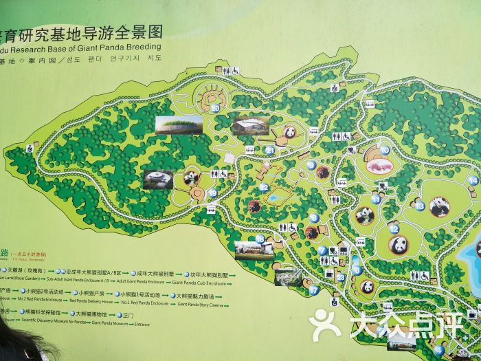 大熊猫繁育研究基地图片 - 第5张