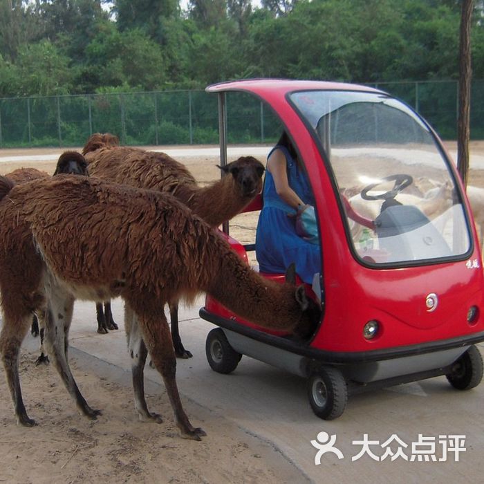 北京野生动物园羊驼和电瓶车图片-北京动物园-大众点评网