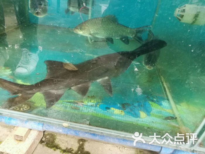 王貓魚