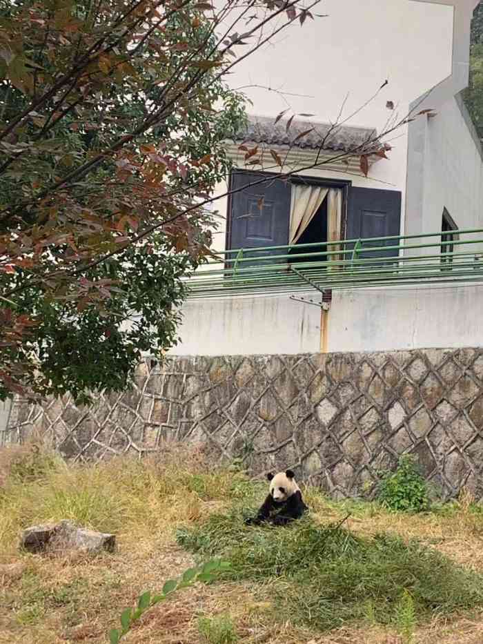 下渚湖熊猫园-"一只熊猫动,一只一动不动[白眼][白眼].