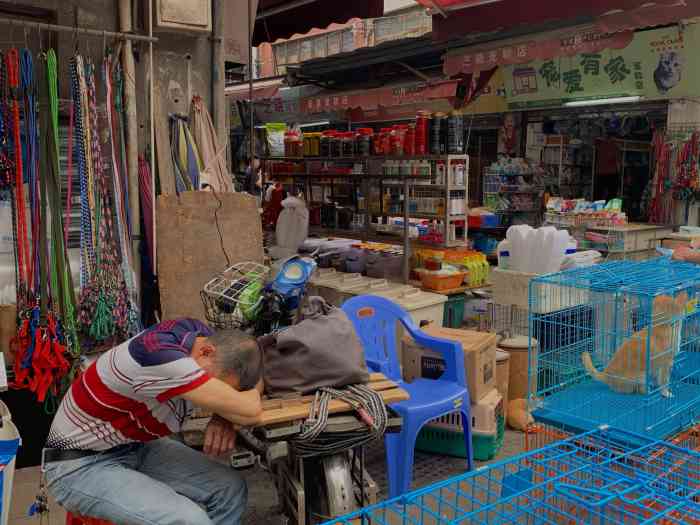 清平路水族市场-"【项目】宠物售卖所谓市场其实就是.