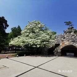 什么是流苏树 b5t0TBksCLCfreA2VXXxKvqZa1D2HRtb9zrzJfcYHZ9ReOmlC99TbGR2C9Ecoc-zuzFvxlbkWx5uwqY2qcjixFEuLYk00OmSS1IdNpm8K8twhW7bzr4O88Ivp4FuDG0SfCF2ubeXzk49OsGrXt_KYDCngOyCwZK-s3fqawWswzk.jpg