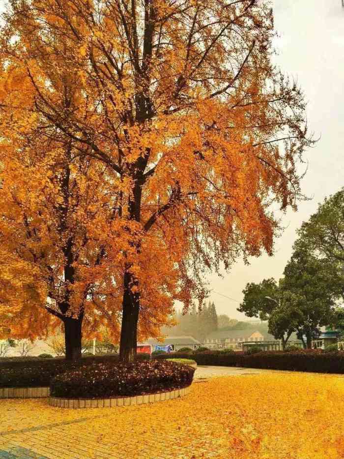 南京农业大学(浦口校区)-"工学院在卫岗这边简直就是