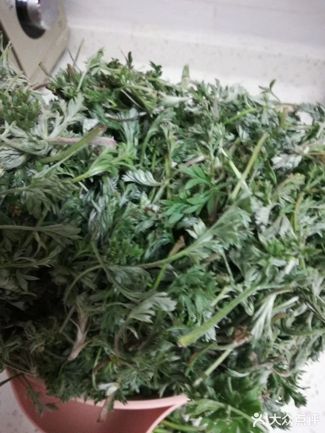 茵陈,俗称白蒿!茵陈蒿!三月的白蒿,四月的草