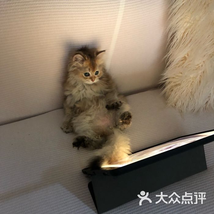 猫大福·fortune cat猫舍图片 - 第6张