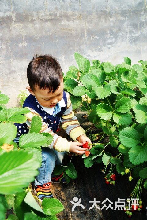 开新农场农耕体验采摘园-图片-北京景点