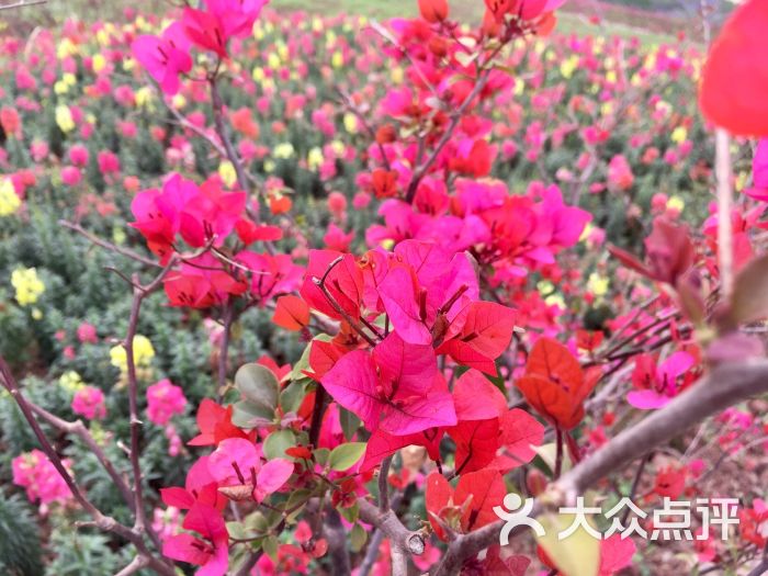 杨梅小镇-图片-双流区周边游