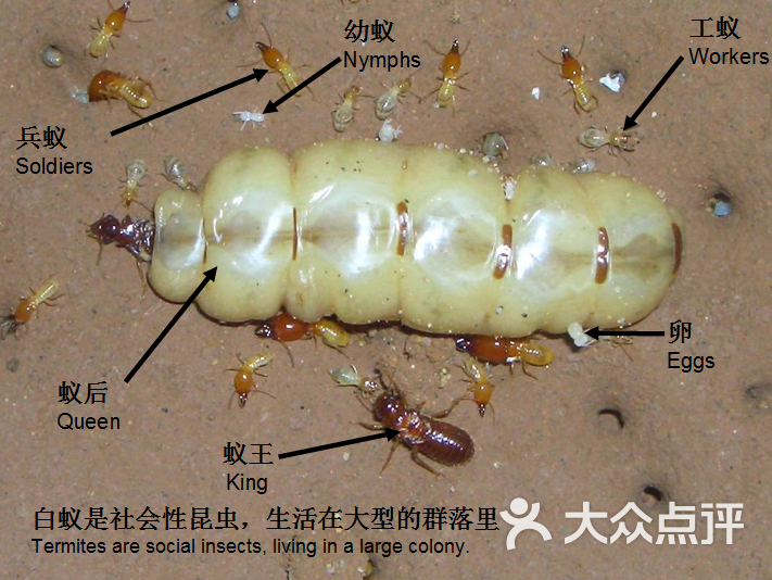 白蚁