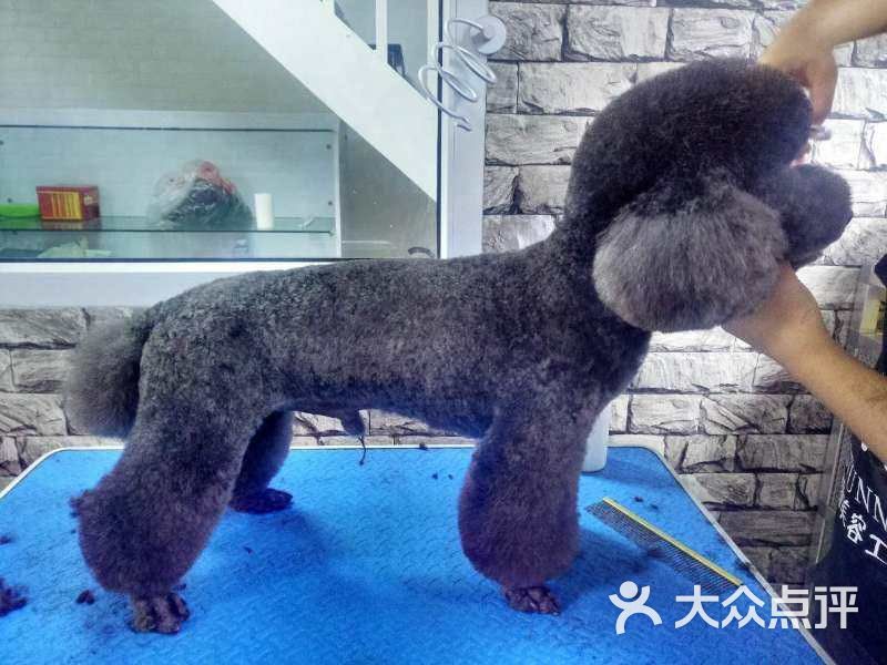 stunner宠物美容工作室-图片-北京宠物