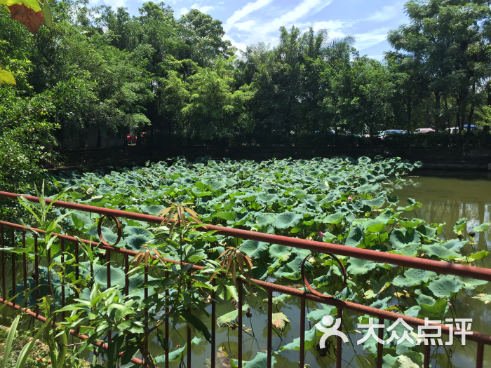 清水源休闲农庄荷花池图片 - 第3张