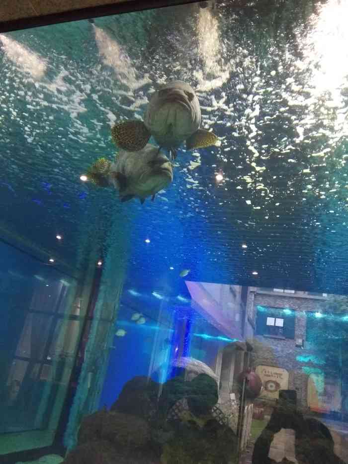 鎏嘉码头水族馆-"去鎏嘉码头吃饭,一楼中央公共区域就
