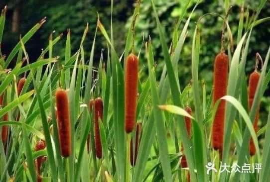 它的果实被称为"香肠草,因为它看起来像"香肠