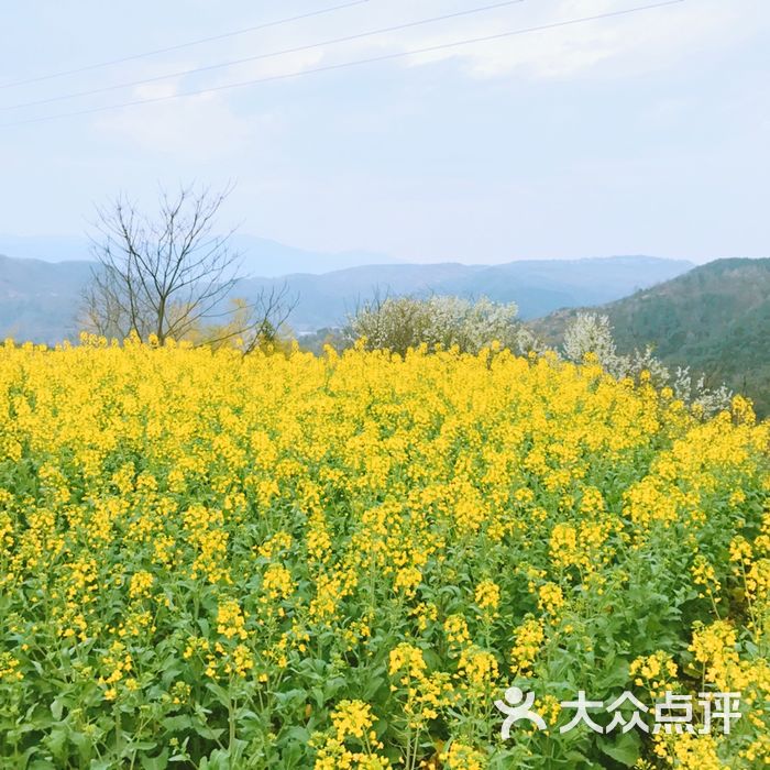 桑洲油菜花景区